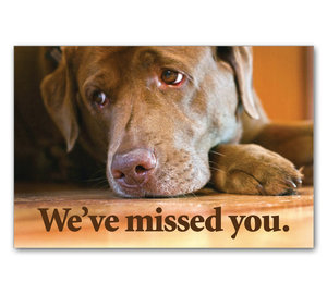 Image for item #70-563: We've Missed You - Labrador Postcard (25/Pack)